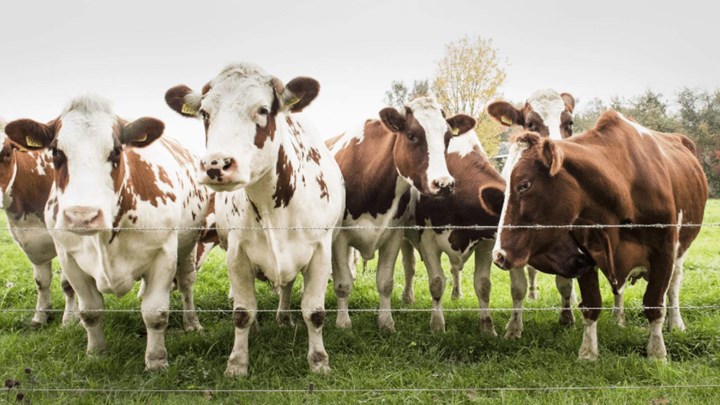 Several white and brown dairy cows stand behind a fence in a lush field.